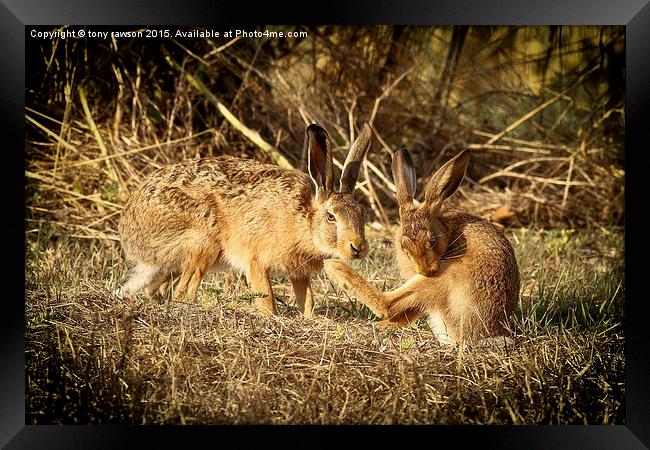 hare buddies. Framed Print by tony rawson