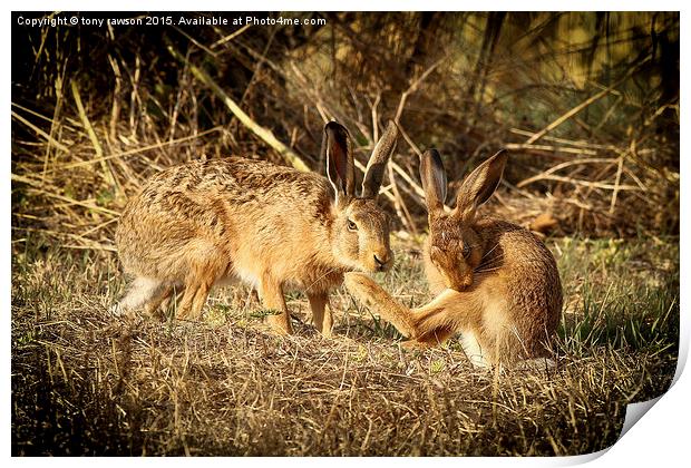  hare buddies. Print by tony rawson