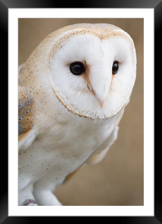 Barn Owl Framed Mounted Print by Kevin Baxter