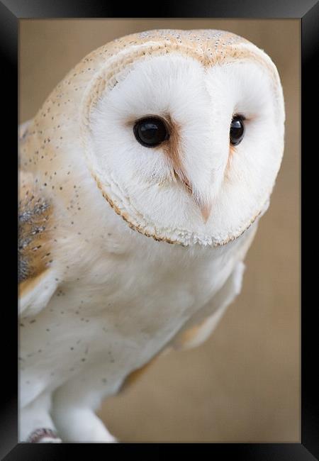 Barn Owl Framed Print by Kevin Baxter