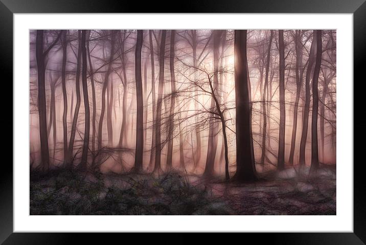  Woodland Dawn Framed Mounted Print by Ceri Jones