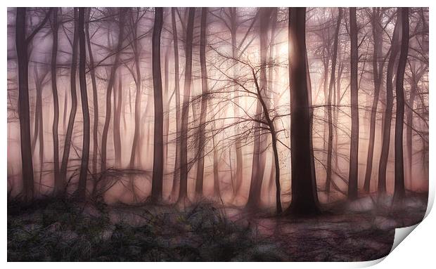  Woodland Dawn Print by Ceri Jones