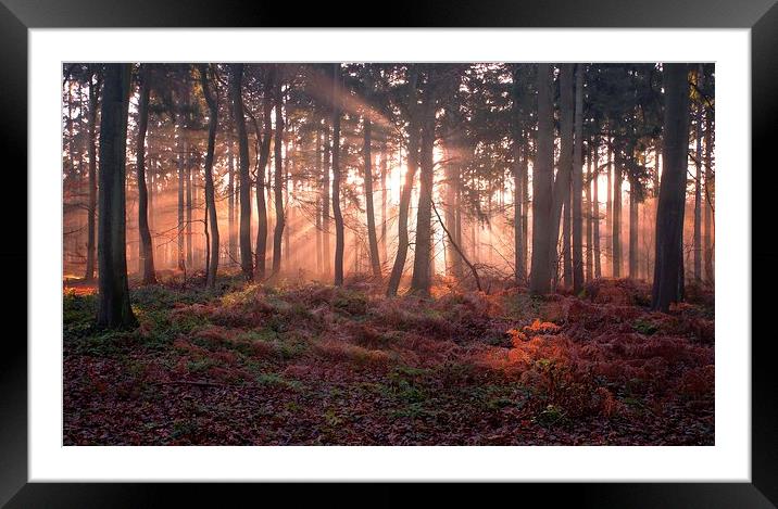 Woodland Sunrise Framed Mounted Print by Ceri Jones