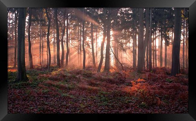 Woodland Sunrise Framed Print by Ceri Jones