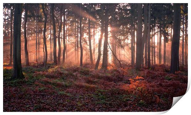 Woodland Sunrise Print by Ceri Jones