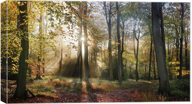  Morning Misty Woods Canvas Print by Ceri Jones