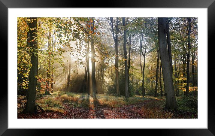  Morning Misty Woods Framed Mounted Print by Ceri Jones