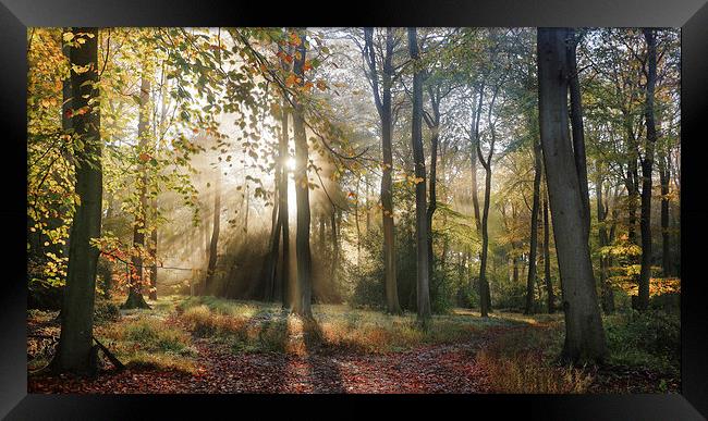 Morning Misty Woods Framed Print by Ceri Jones