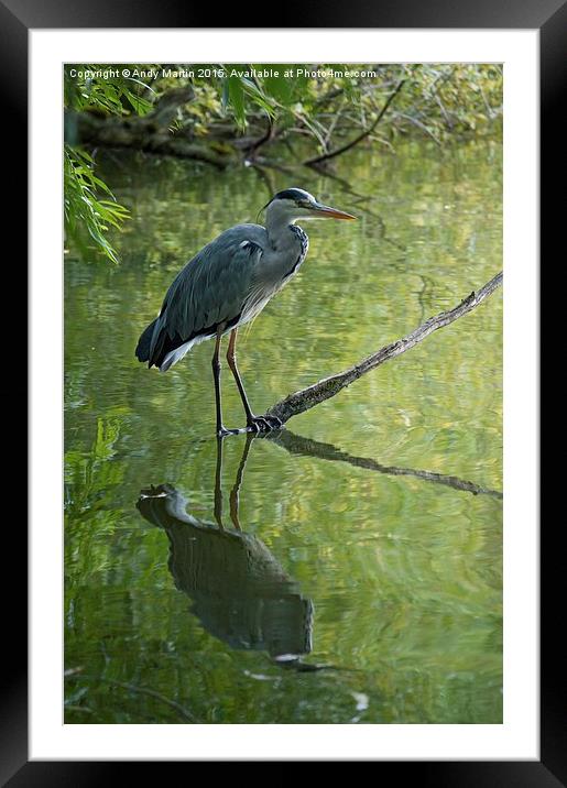  Grey Heron  Framed Mounted Print by Andy Martin