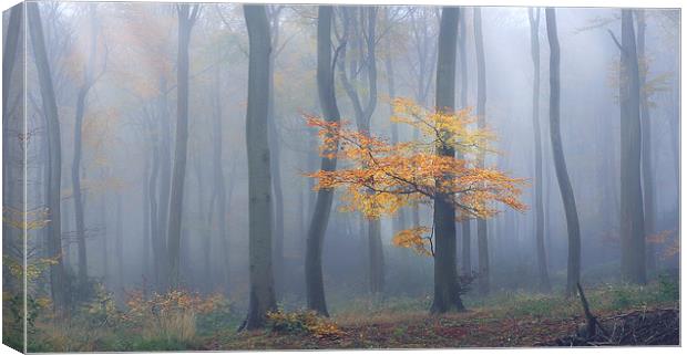  Autumn Mist Canvas Print by Ceri Jones