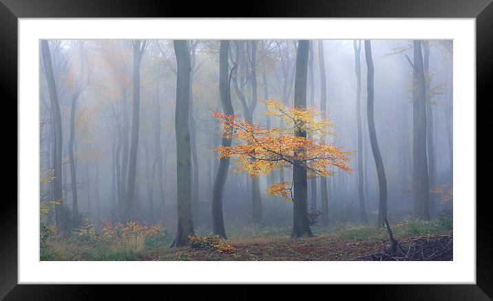  Autumn Mist Framed Mounted Print by Ceri Jones
