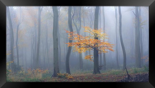  Autumn Mist Framed Print by Ceri Jones