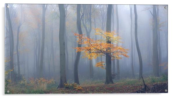  Autumn Mist Acrylic by Ceri Jones