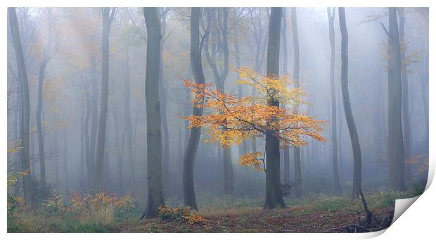  Autumn Mist Print by Ceri Jones