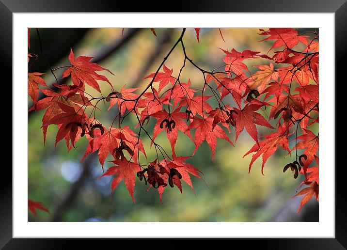  Autumn Leaves Framed Mounted Print by Ceri Jones