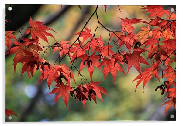  Autumn Leaves Acrylic by Ceri Jones