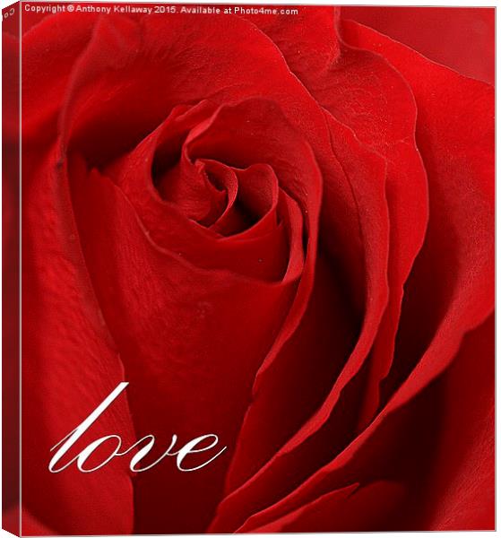  ROSE OF LOVE Canvas Print by Anthony Kellaway