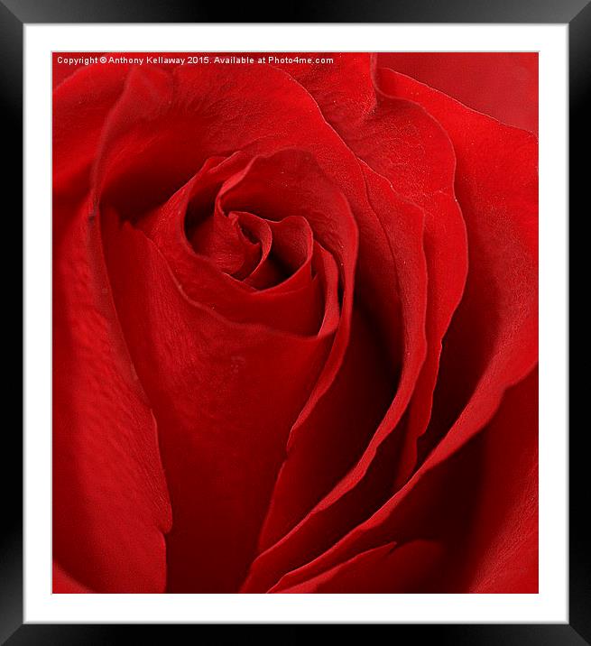  RED ROSE Framed Mounted Print by Anthony Kellaway