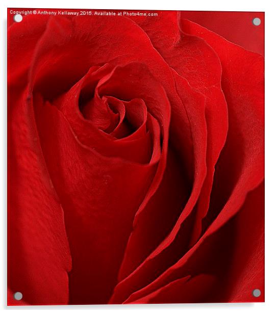  RED ROSE Acrylic by Anthony Kellaway