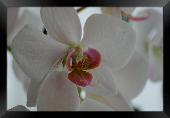  white orchid Framed Print by CHRIS GIBLIN
