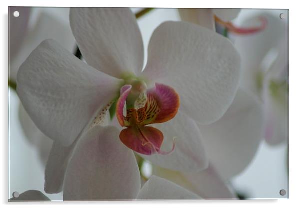  white orchid Acrylic by CHRIS GIBLIN