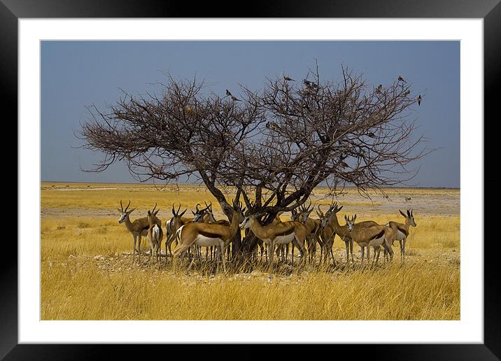 Spingbok Framed Mounted Print by Gail Johnson