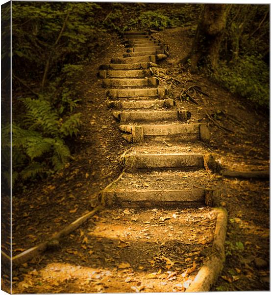  Autumn forest steps Canvas Print by Leighton Collins