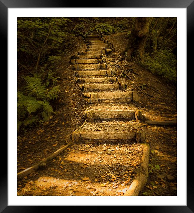  Autumn forest steps Framed Mounted Print by Leighton Collins