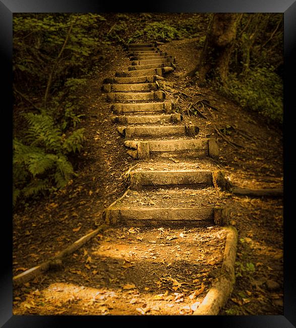  Autumn forest steps Framed Print by Leighton Collins