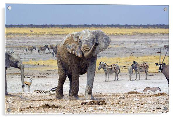 Nebrownii waterhole Acrylic by Gail Johnson