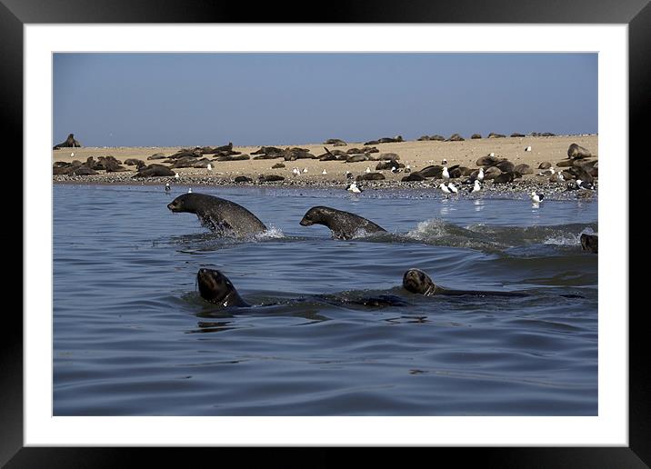 Kayaking around Pelican Point Framed Mounted Print by Gail Johnson