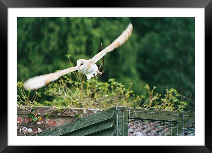 Barn owl in flight Framed Mounted Print by Gareth Wild