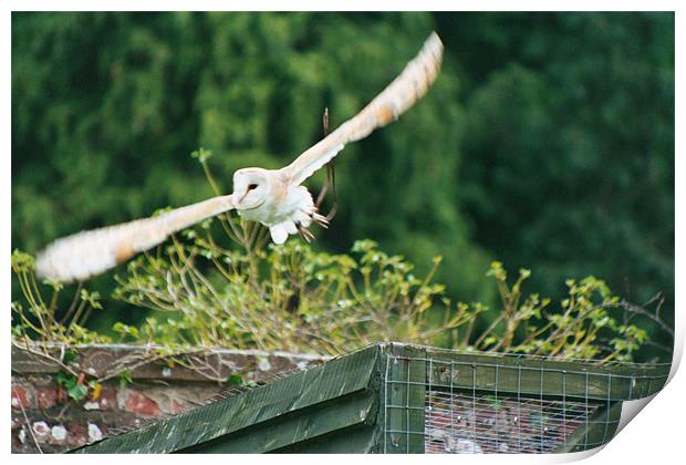 Barn owl in flight Print by Gareth Wild
