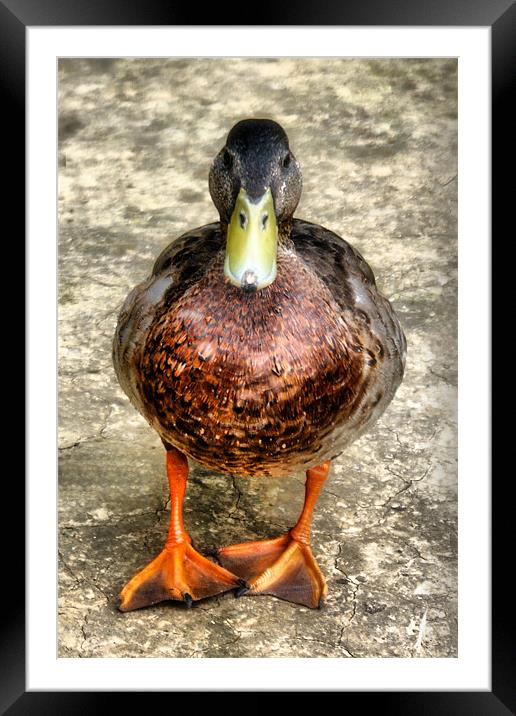 Mallard Duck Framed Mounted Print by Dave Windsor