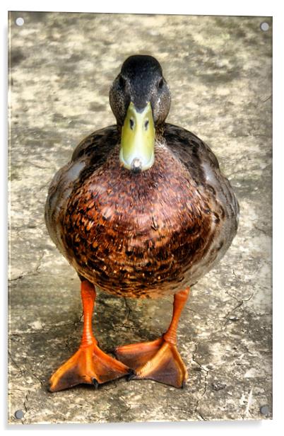 Mallard Duck Acrylic by Dave Windsor