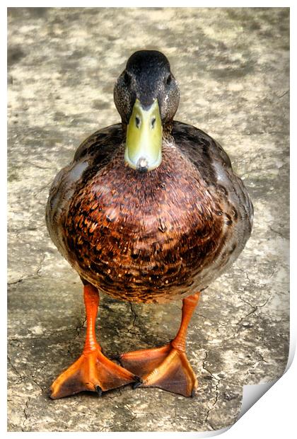 Mallard Duck Print by Dave Windsor
