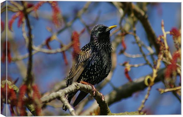 Starling Canvas Print by Randal Cheney