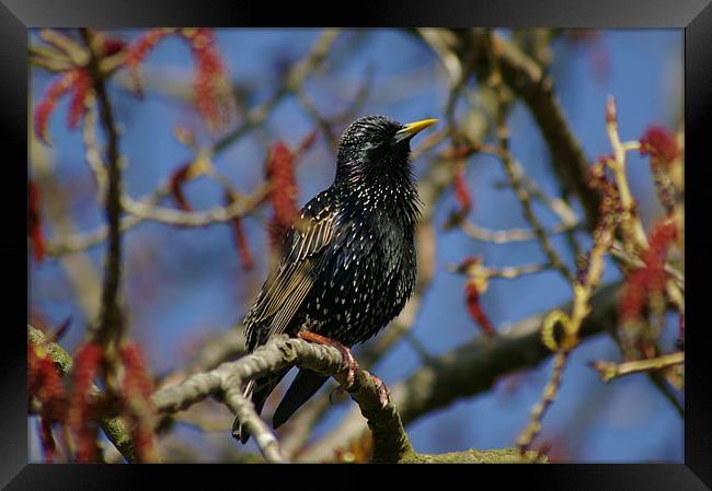 Starling Framed Print by Randal Cheney