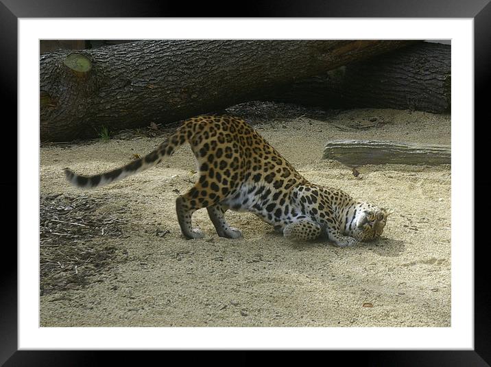 Leopard at play Framed Mounted Print by Randal Cheney