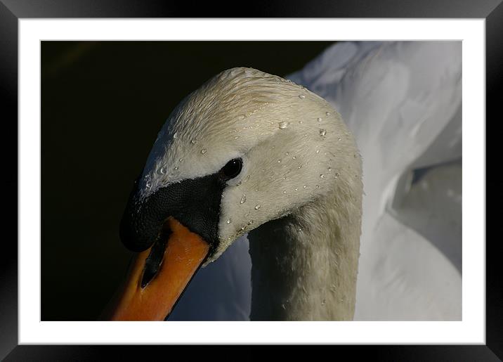 Swan Framed Mounted Print by Randal Cheney