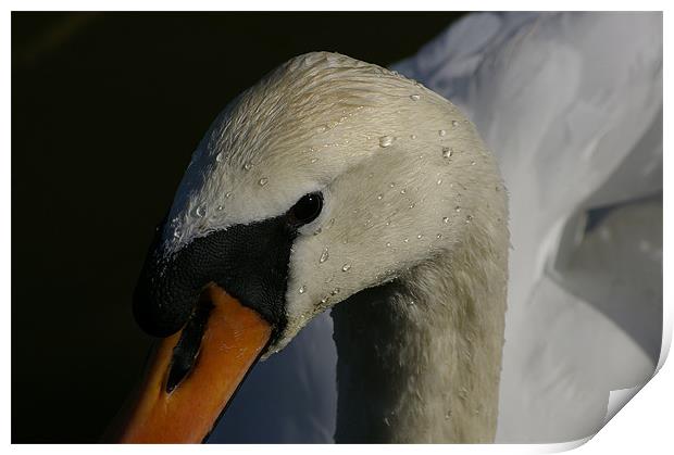 Swan Print by Randal Cheney