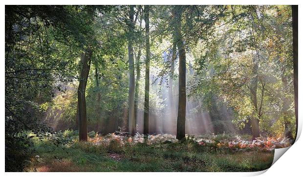  Summer Morning Woods Print by Ceri Jones