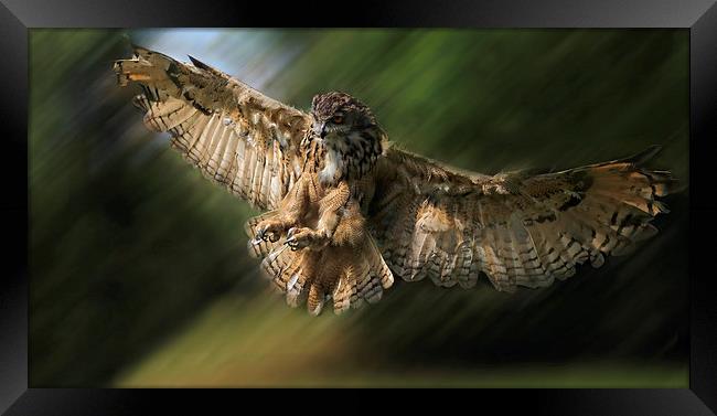  Coming in to Land Framed Print by Ceri Jones
