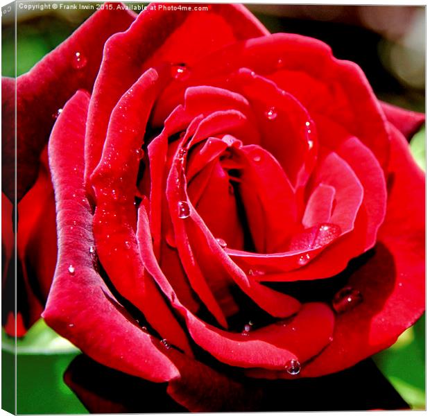 Beautiful red Hybrid Tea rose Canvas Print by Frank Irwin