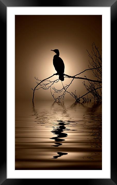  Cormorant sunrise Framed Mounted Print by Rob Lester