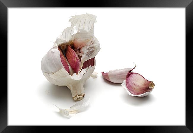 Garlic, alium sativum Framed Print by Josep M Peñalver