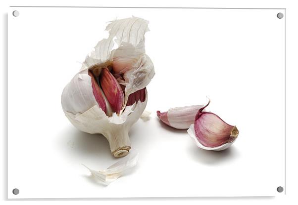 Garlic, alium sativum Acrylic by Josep M Peñalver