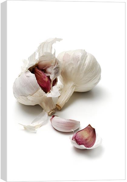 Garlic, alium sativum Canvas Print by Josep M Peñalver