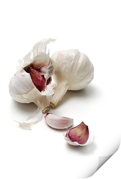 Garlic, alium sativum Print by Josep M Peñalver