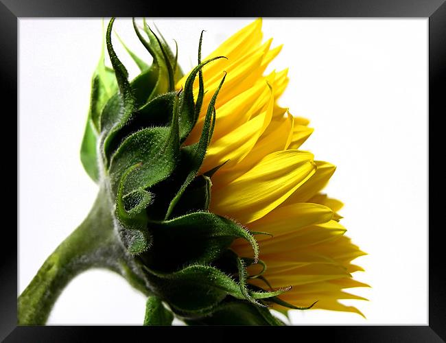Young Sunflower Framed Print by Mary Lane
